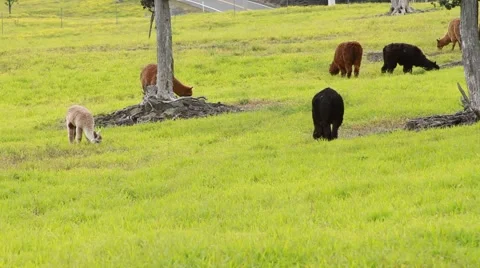 Llamas in a field.  Video stock 44972781