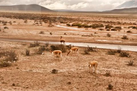 Llamas In A Field Stock Photos