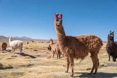 Llamas in field Stock Photos