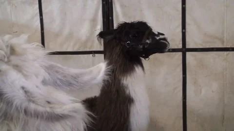 Llamas Stock Footage 168685147