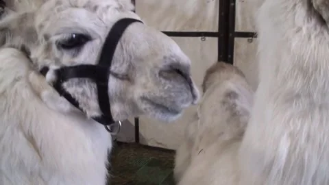 Llamas Stock Footage 168685180