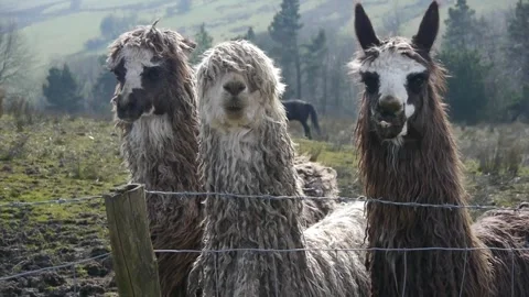 Llamas Stock Footage 313527750