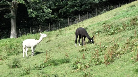 Llamas grazing Stock Footage 158296779
