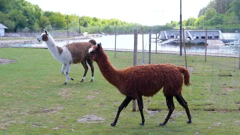 Llamas Grazing by the Lake Stock Footage 293180526