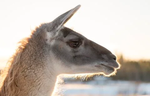 Llamas Head Close Up Stock Photos