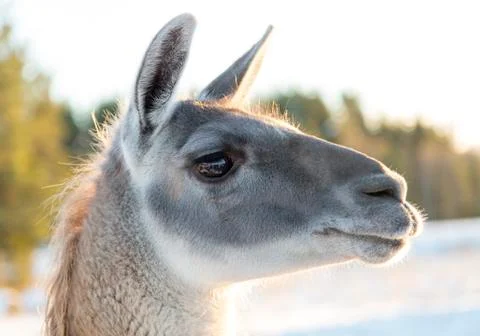 Llamas Head Close Up Stock Photos