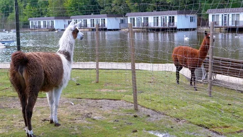 Llamas by the Lake Stock Footage 293223260