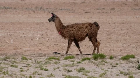 Llamas (Lama glama) walk on the Bolivian dry land and forage rare grass Stock Footage