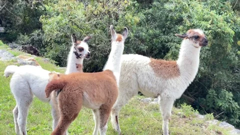 Llamas in Machu Picchu Stock Footage 245825340
