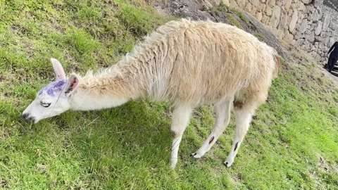 Llamas in Machu Picchu Stock Footage 245825448