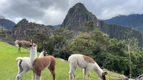 Llamas in Machu Picchu Stock Footage 245825464