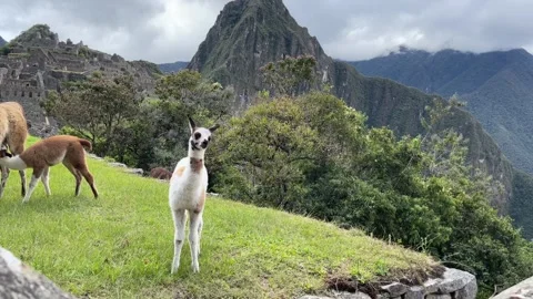 Llamas in Machu Picchu Stock Footage 245825482