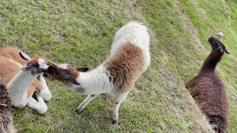 Llamas in Machu Picchu Stock Footage 245825770