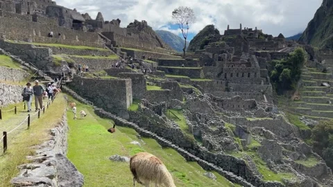 Llamas in Machu Picchu Stock Footage 245825867