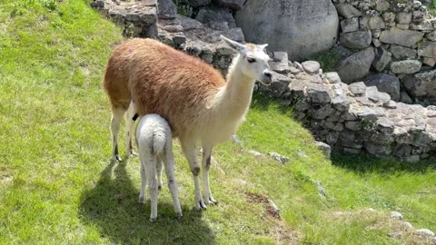 Llamas in Machu Picchu Stock Footage 245826083