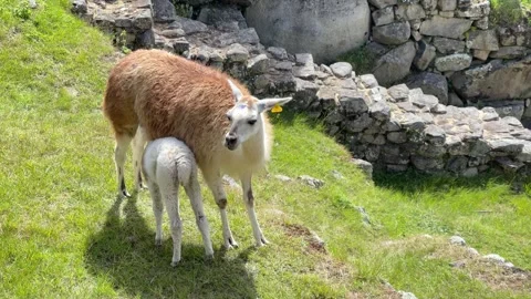 Llamas in Machu Picchu Stock Footage 245826101
