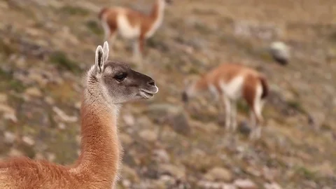 Llamas in mountains Stock Footage 77048958