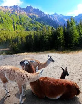 Llamas in the mountains. Foto stock
