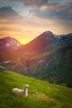 Llamas in the mountains. Stock Photos