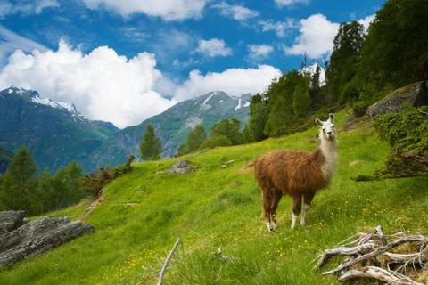 Llamas in the mountains. Stock Photos
