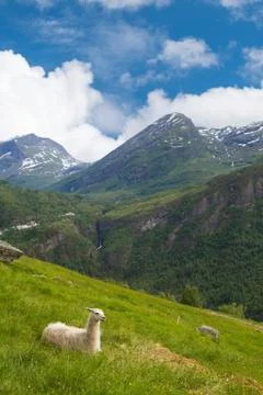 Llamas in the mountains. Stock Photos