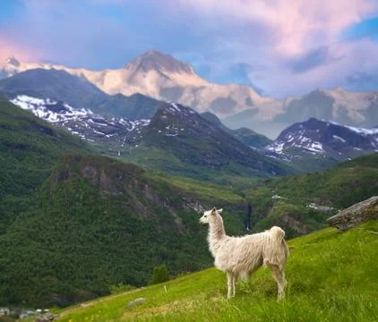 Llamas in the mountains. Stock Photos