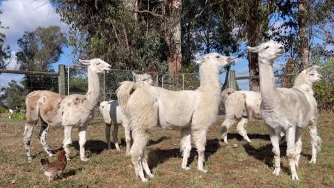 Llamas in paddock Stock Footage 272287477