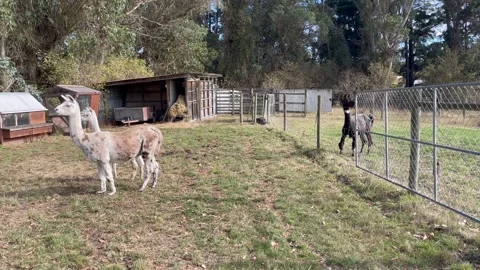 Llamas in paddock Stock Footage 272403580