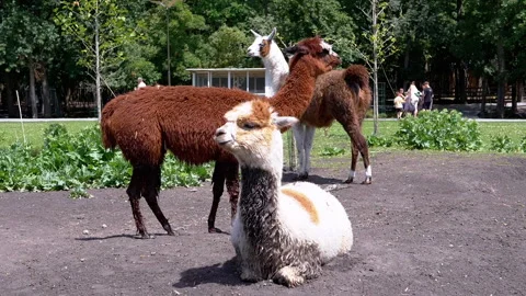 Llamas in the Park Stock Footage 293220716