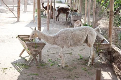 Llamas At A Park Stock Photos