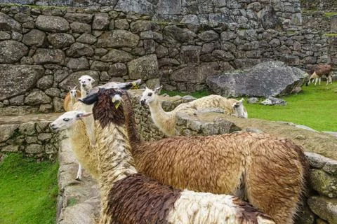 Llamas in the path Stock Photos