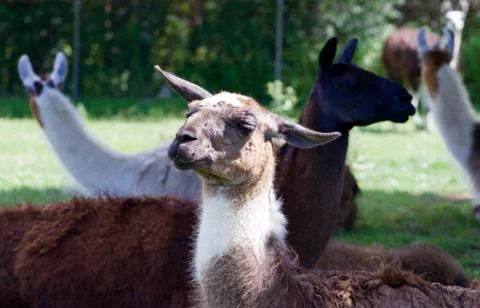 The llamas Stock Photos