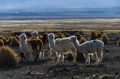 Llamas Stock Photos