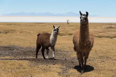Llamas Stock Photos