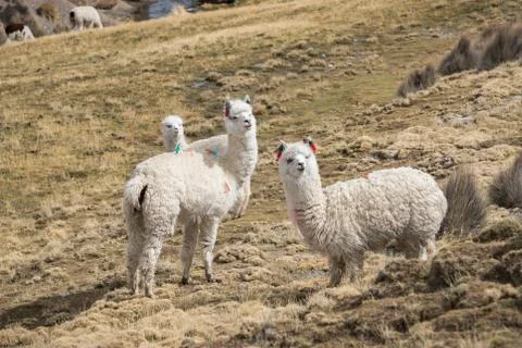 Llamas Stock Photos