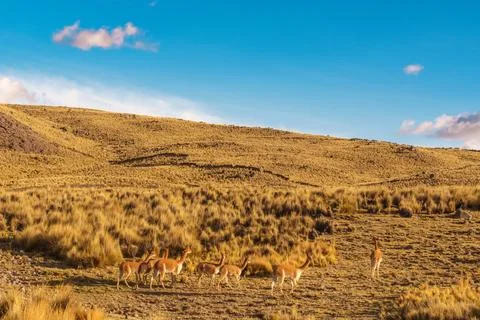 Llamas Foto stock