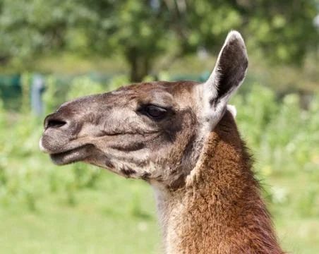 The llama's portrait Stock Photos