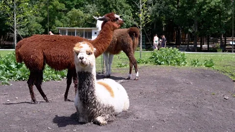 Llamas Relaxing in the Meadow Stock Footage 293179629