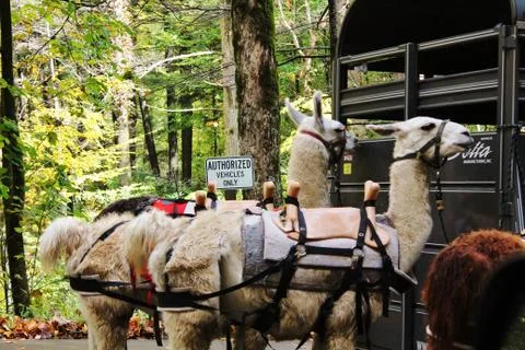 Llamas in saddle Stock Photos