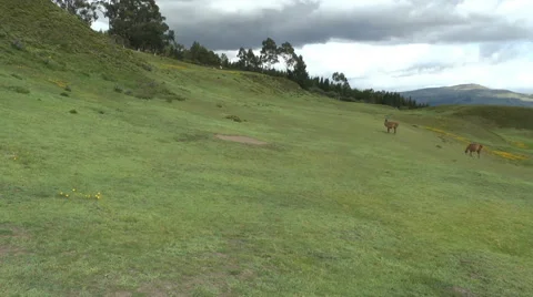 Llamas on the Side of an Andes Hill Video stock 63748968