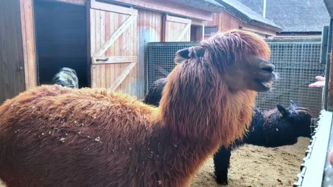 Llamas in the zoo chewing food, fluffy Stock Video Pond5