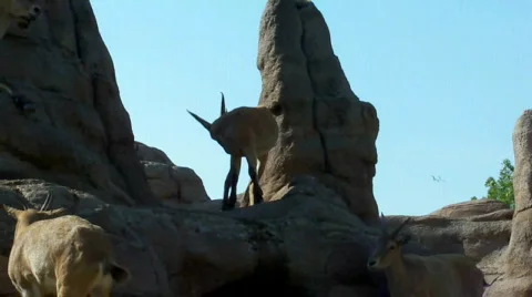 Llamb 스톡 동영상 512279