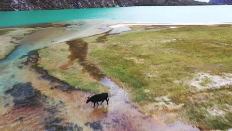 Llanganuco cows crossing river 4k Stock Footage 219883763