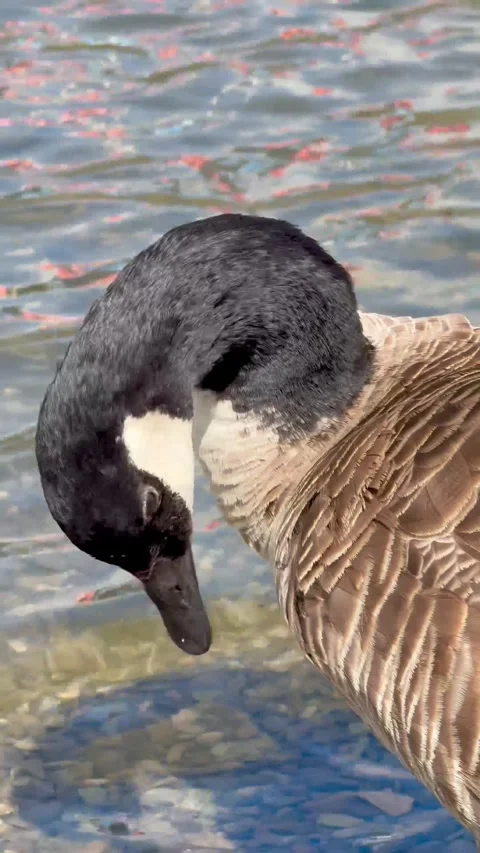Llangollen, UK 2026 Sep 06. Canada Goose close-up view. 4k video Stock Footage 345168973