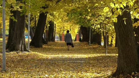 Lleaf Fall Video stock 97653564