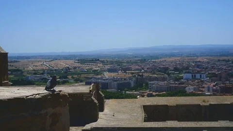 Lleida Pomba Stock Footage 83038195