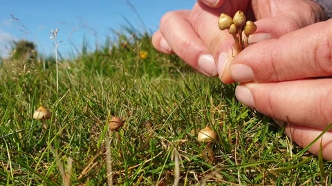 Lliberty cap or Magic Mushrooms being picked in sunshine Stock Footage 140172282