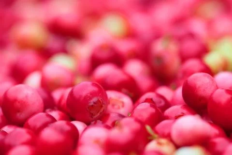 Llingonberry background Stock Photos