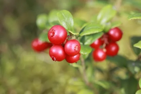 Llingonberry background Stock Photos