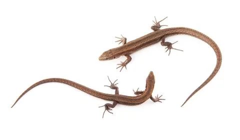 Llizard Foto stock
